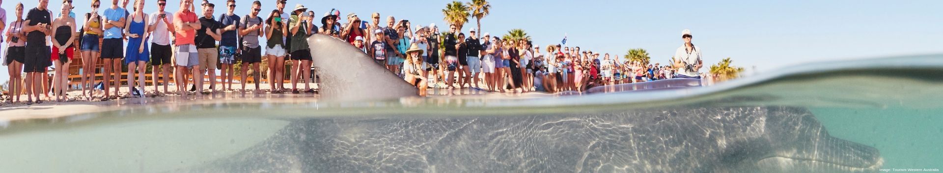 Dolphin Feeding at Monkey Mia